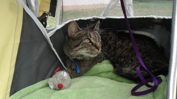 Minga, aka Ming Ming, aka Mingers, going for a little visit in the park... we're known to some of my brother-in-law's friends as "the ones with the cat stroller"... she's always ready to make an appearance at our local annual bocce ball tournament!