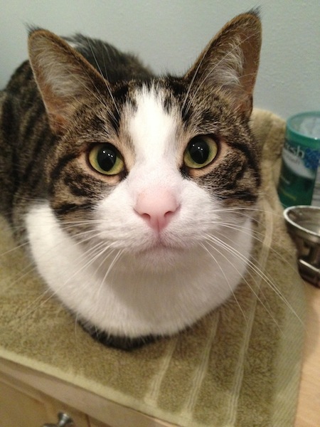 Mr. Fin... The only boy in the house (besides my husband), not to mention the youngest by about 4 years.  He is definitely quite the acrobat, and keeps his older sisters on their toes!