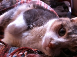 Stella, or Stella Bella... The household's cuddle machine.  Her interests include head rubs, food, and shoulder rides.