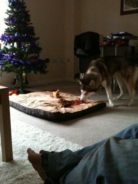 Mishka sniffing her bone.