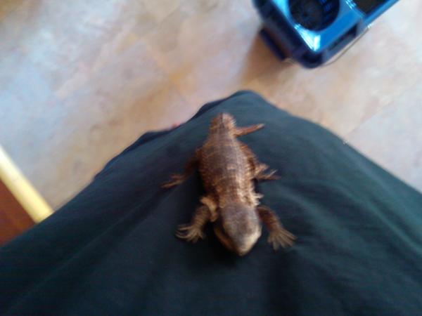 RIP Kurl, our Armadillo Lizard who passed away in October.
