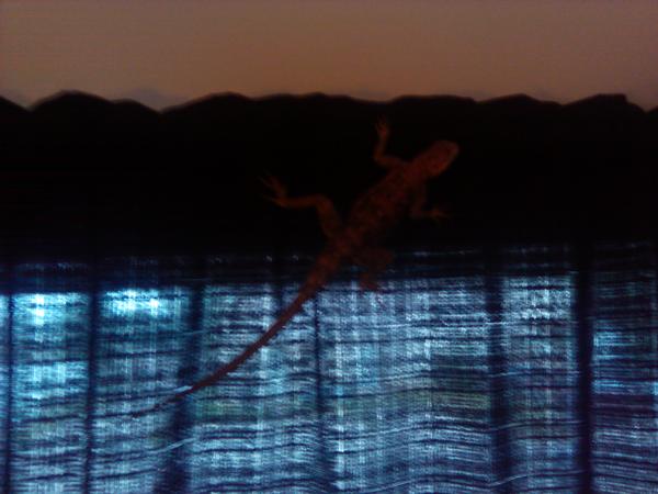 Sorin on the living room curtains, the silly boy.