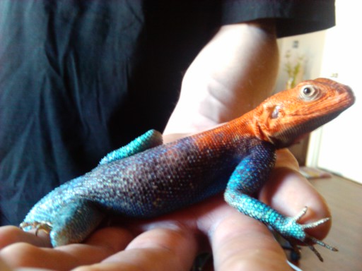 Sorin displaying all his pretty colors.