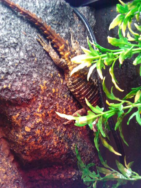 RIP Kurl, the spiny little guy