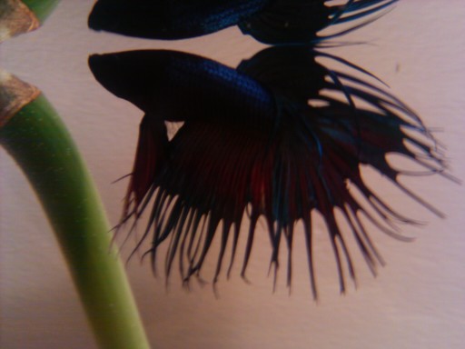 My Crowntail Betta fish, Arith