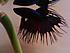 My Crowntail Betta fish, Arith