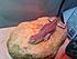 Saule on its heat rock