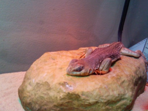 Our new baby, Saule! It's a juvenile desert iguana, hence the determination to never use gender-defining terms lol