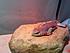 Our new baby, Saule! It's a juvenile desert iguana, hence the determination to never use gender-defining terms lol