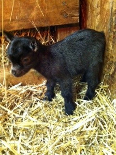 Genevieve @ a week old