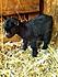 Genevieve @ a week old