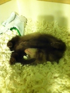 Bear