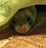 Bear playing under my blanket