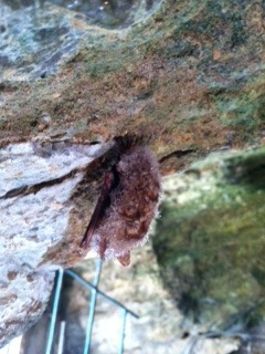 A bat in a cavern we toured