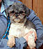 Click image for larger version. 

Name:	Addi-ShihTzu-02-12-11.jpg 
Views:	212 
Size:	24.5 KB 
ID:	52347