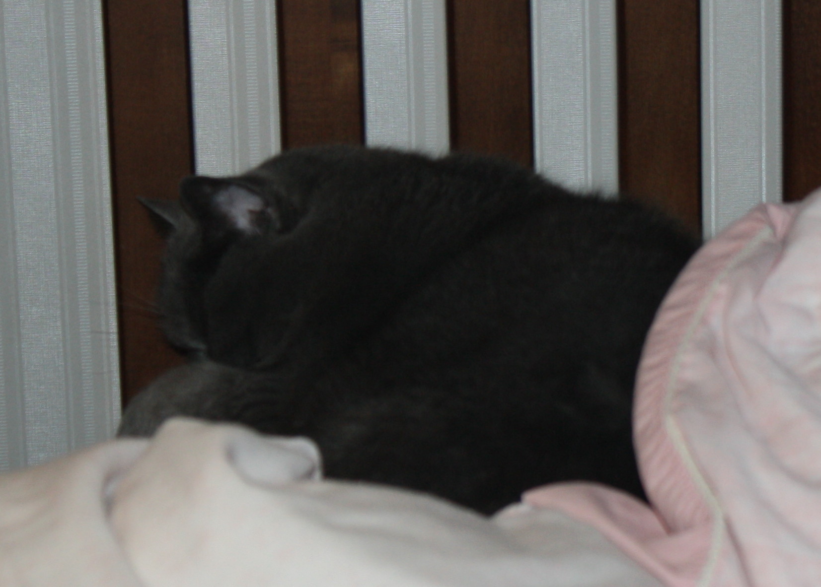 Lulu on Pillows 2
