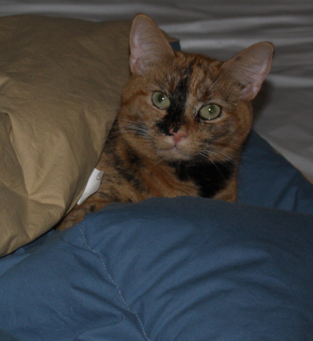 Bittie in her nest