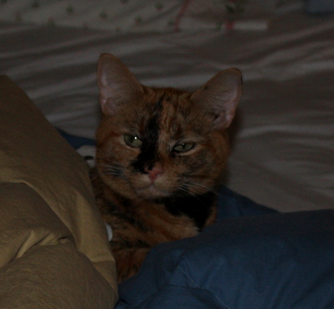 Bittie in her nest 2
