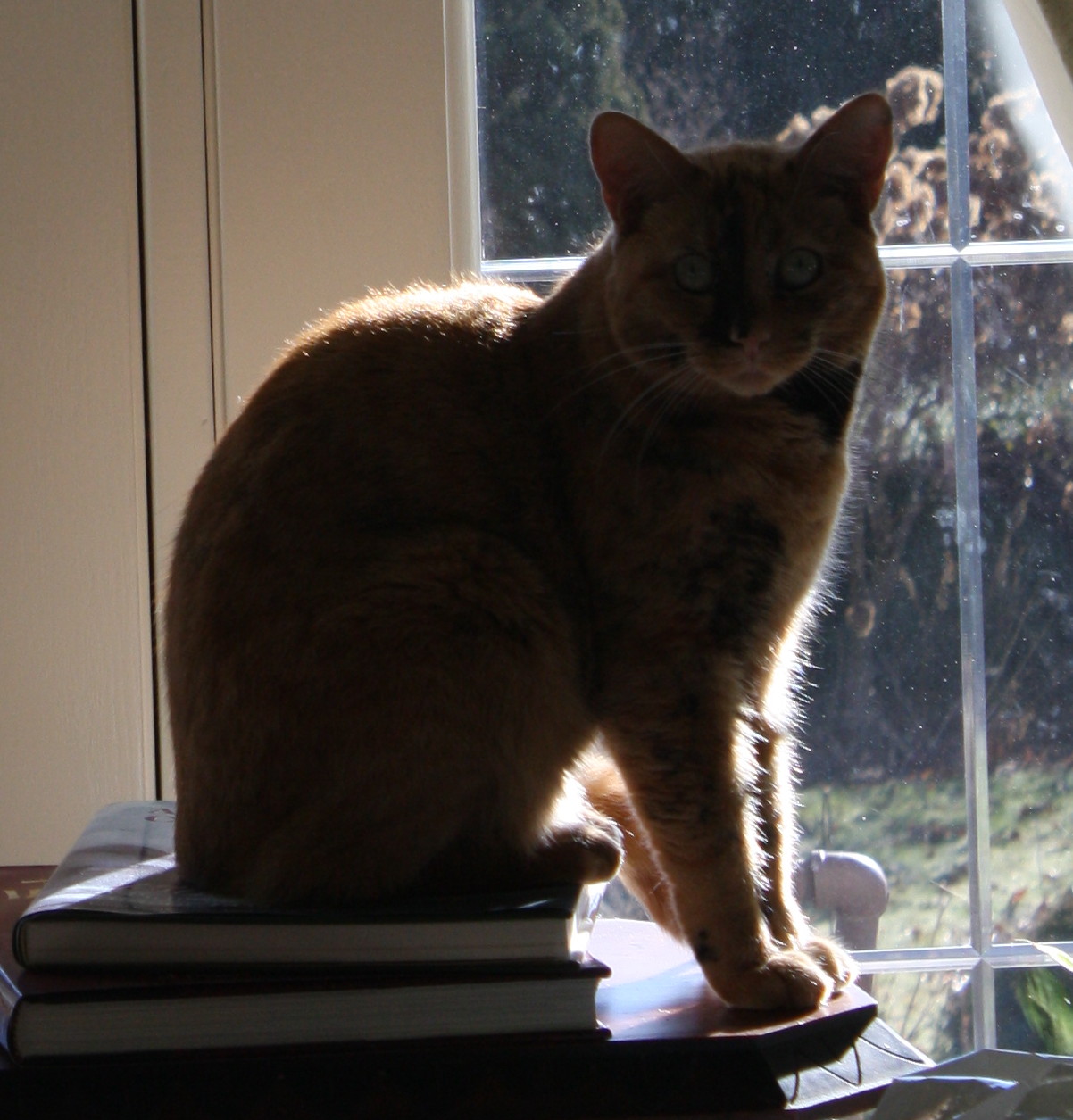 Bittie on perch