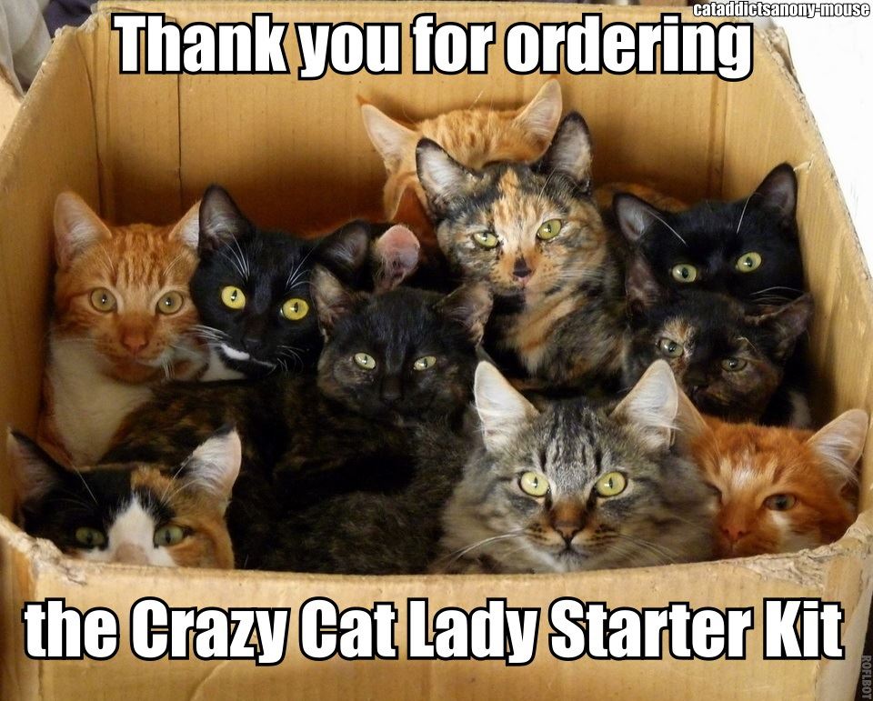 Name:  box of kitties.jpg
Views: 133
Size:  133.2 KB