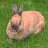 Click image for larger version. 

Name:	Hoppy.jpg 
Views:	2022 
Size:	81.1 KB 
ID:	52442