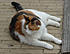 Click image for larger version. 

Name:	maya3-3.jpg 
Views:	54 
Size:	43.1 KB 
ID:	52452