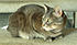 Click image for larger version. 

Name:	Eve best 2 Feb 4 2012.JPG 
Views:	88 
Size:	339.9 KB 
ID:	52498