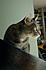 Click image for larger version. 

Name:	Eve 13 Feb 4 2012.JPG 
Views:	82 
Size:	290.4 KB 
ID:	52499
