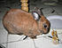 good hoppy w seed treat