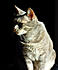 Click image for larger version. 

Name:	Eve in black Feb 4 2012.JPG 
Views:	51 
Size:	246.2 KB 
ID:	52508