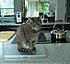 Click image for larger version. 

Name:	Eve on laptop 1 Feb 5 2012.JPG 
Views:	126 
Size:	457.4 KB 
ID:	52537