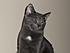 Click image for larger version. 

Name:	smokey032.jpg 
Views:	50 
Size:	372.1 KB 
ID:	52594