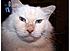 Click image for larger version. 

Name:	Beavis2.jpg 
Views:	74 
Size:	37.5 KB 
ID:	52624
