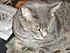 Click image for larger version. 

Name:	Baby-Rascal 28 April 2010.jpg 
Views:	101 
Size:	94.4 KB 
ID:	52642