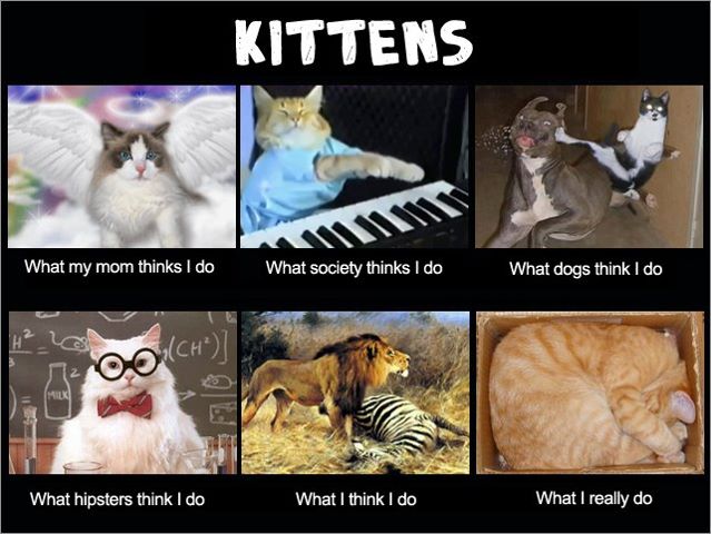 Name:  kittens.jpg
Views: 447
Size:  57.6 KB
