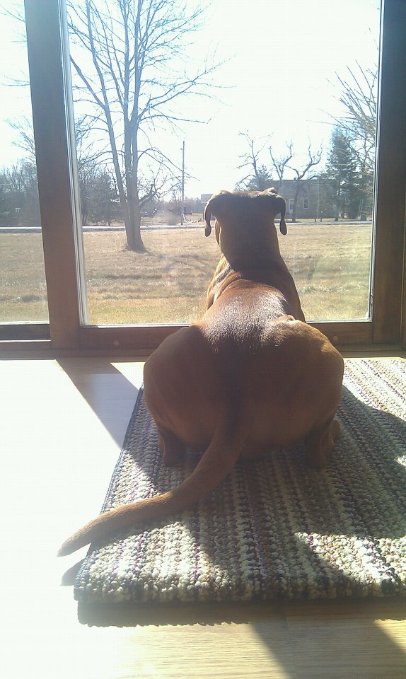 One of her favorite spots to lay, to watch deer and squirrels in the field.