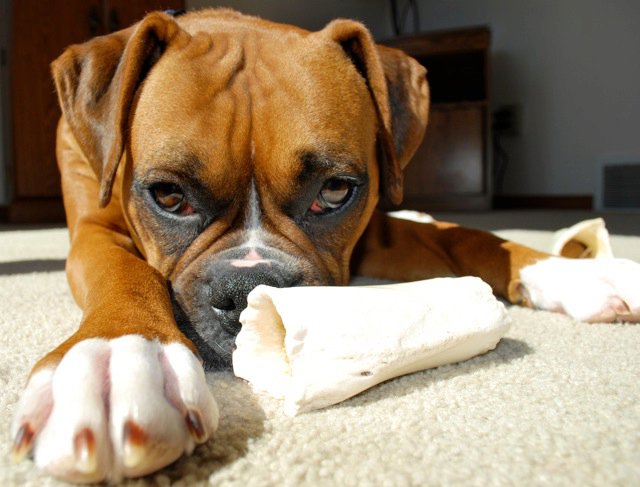 MMMM tasty bone