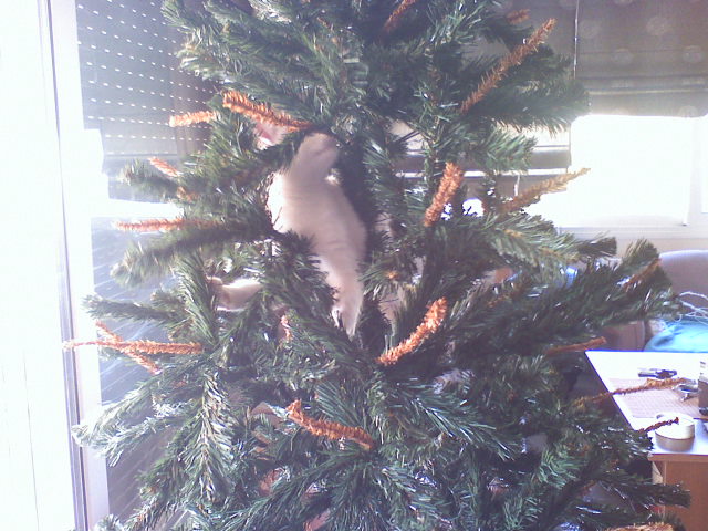 X-mas kitty