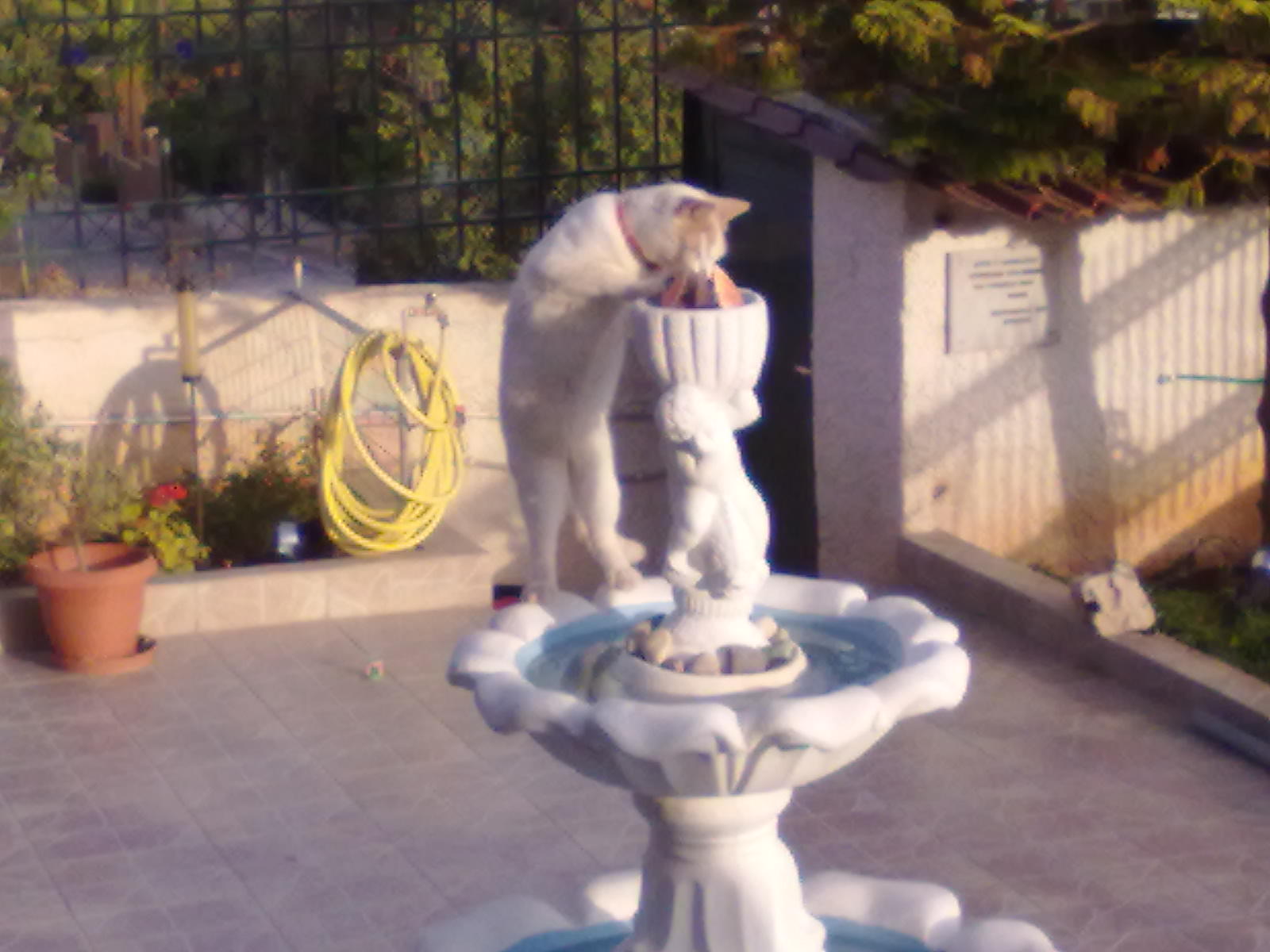 Drinking from the fountain