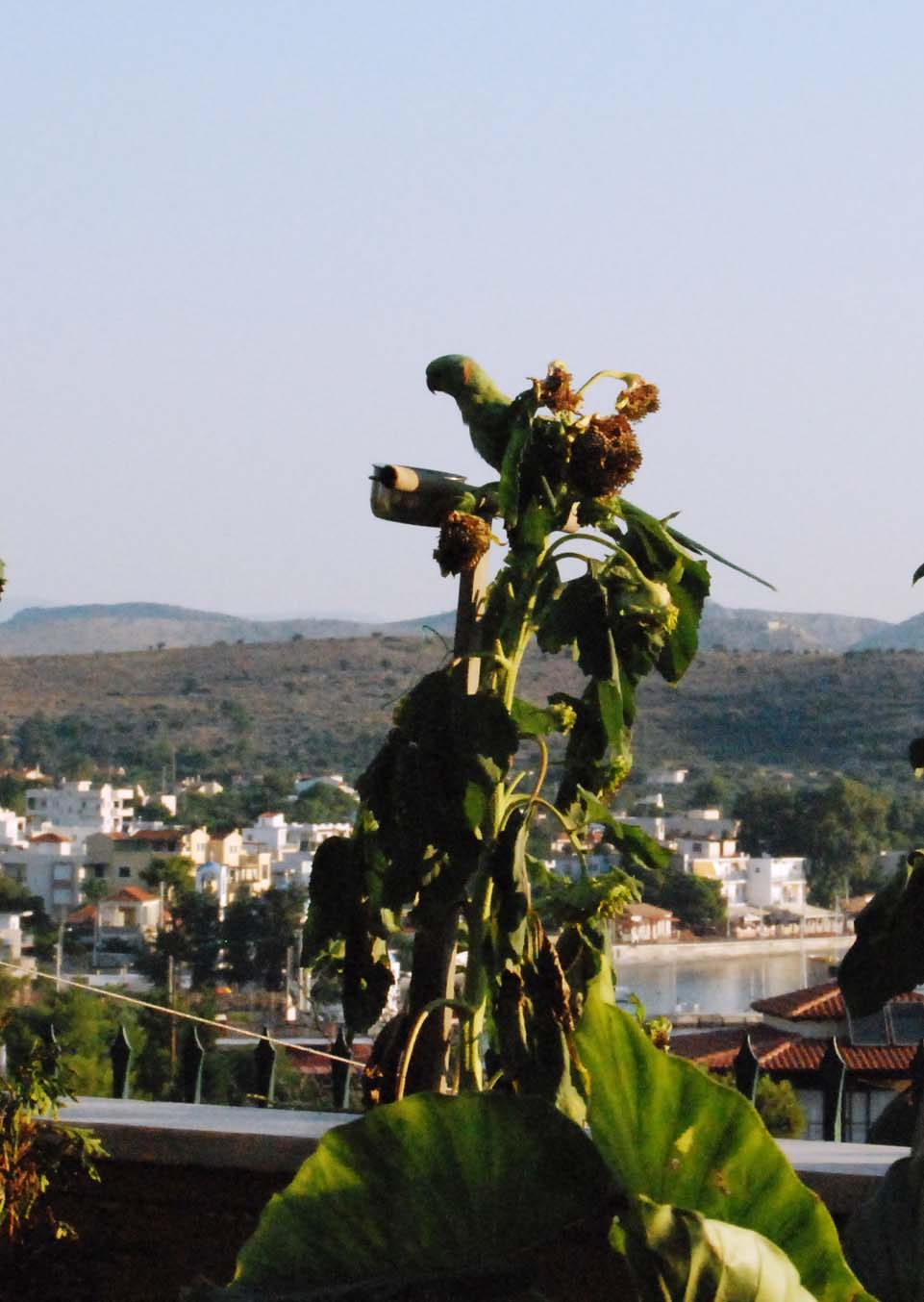 DSC 0132
