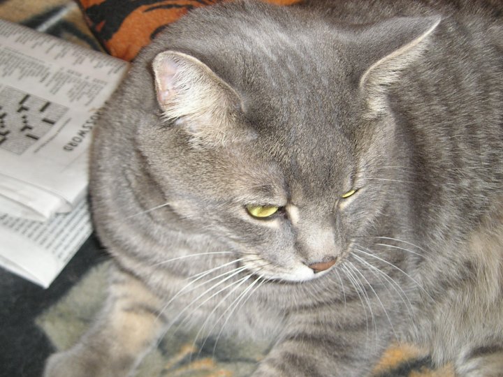 Name:  Baby-Rascal 28 April 2010.jpg
Views: 87
Size:  94.4 KB