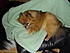 We breed collies, BUT had 2 litters from Buffers and Elvis. Litters were too big,6 each time, so spayed here at 4yrs. old.She was 2 and 4yrs. and he was 7 and 9yrs.!Some of the older pics are too big I guess.