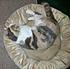 Click image for larger version. 

Name:	2012-03-06 21.22.23 Callie.jpg 
Views:	151 
Size:	133.8 KB 
ID:	52905
