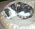 Click image for larger version. 

Name:	2012-03-06 21.20.56 Callie.jpg 
Views:	157 
Size:	119.8 KB 
ID:	52906