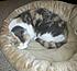 Click image for larger version. 

Name:	2012-03-06 21.14.55 Callie.jpg 
Views:	153 
Size:	119.1 KB 
ID:	52907