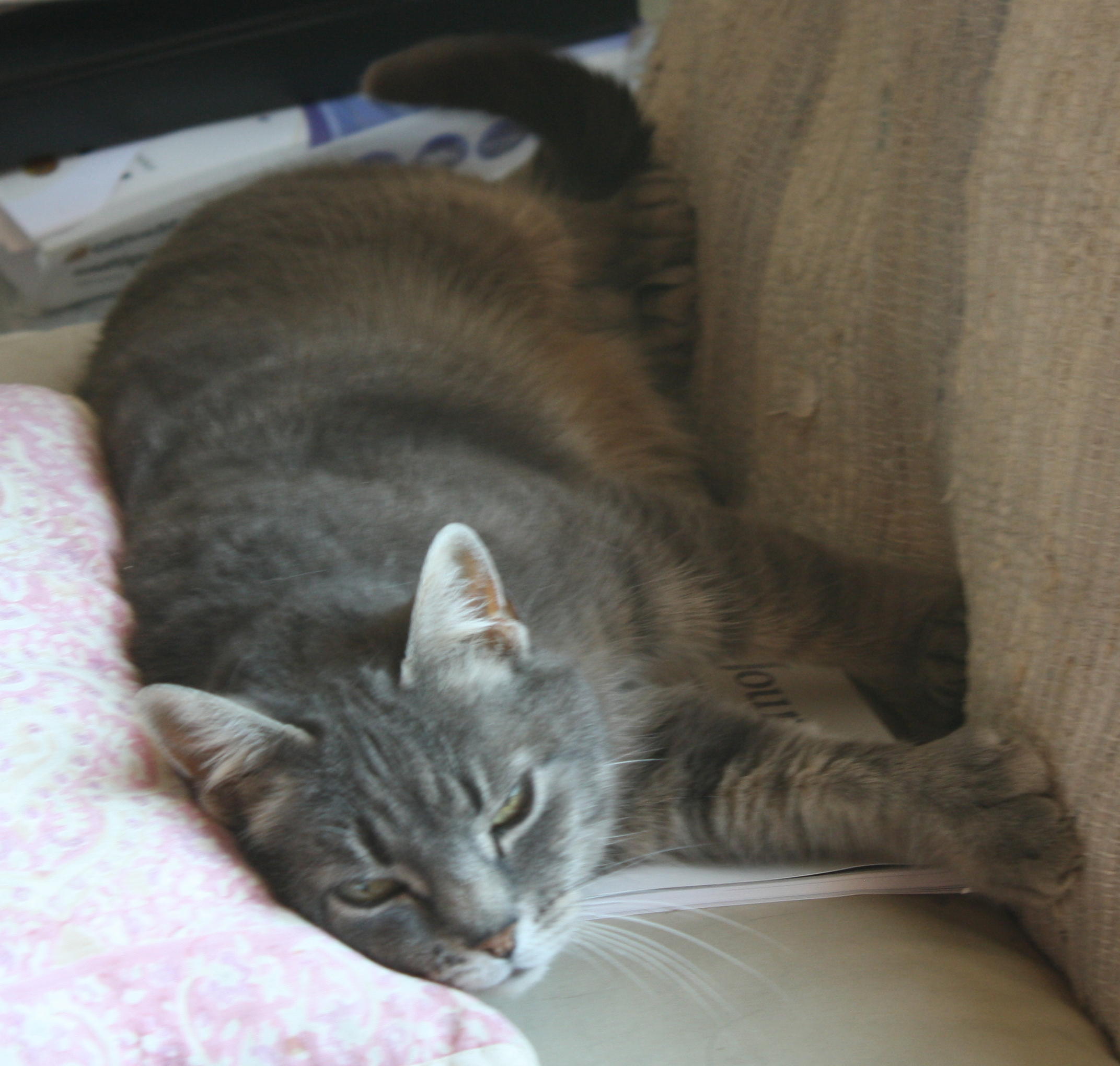 Check out the paw 2