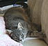 Click image for larger version. 

Name:	Check out the paw 2.jpg 
Views:	93 
Size:	265.1 KB 
ID:	52935