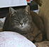 Click image for larger version. 

Name:	Puff.JPG 
Views:	97 
Size:	285.6 KB 
ID:	52936
