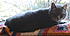 Click image for larger version. 

Name:	Puff 2.JPG 
Views:	74 
Size:	188.9 KB 
ID:	52941