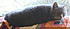 Click image for larger version. 

Name:	Puff 3.JPG 
Views:	75 
Size:	1.09 MB 
ID:	52942